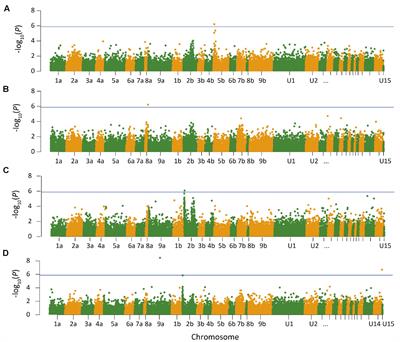 Genome-Wide Association Study in Pseudo-F2 Populations of Switchgrass Identifies Genetic Loci Affecting Heading and Anthesis Dates